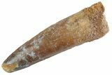 Fossil Spinosaurus Tooth - Real Dinosaur Tooth #367981-1